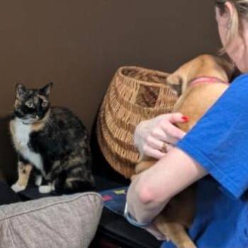 Mixed Breed Dogs Available for Adoption - Baby Spice | PetCurious