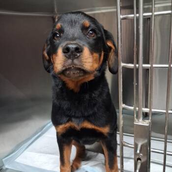 Hilton -  Mixed Breed Dog for Adoption in Pauls Valley, Oklahoma - Hilton | PetCurious