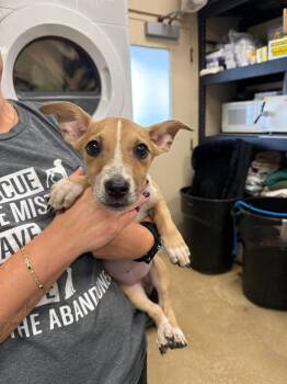 Josie -  Australian Cattle Dog Blue Heeler Dog for Adoption in Rockwall, Texas - Josie | PetCurious