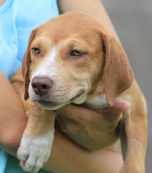 Montana -  American Staffordshire Terrier Dog for Adoption in North Fort Myers, Florida - Montana | PetCurious