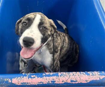 BUDDY -  Mixed Breed Dog for Adoption in Dallas, Texas - BUDDY | PetCurious