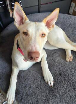 Rescue Mixed Breed Dogs for Adoption in Puyallup, Washington - Buffy | PetCurious