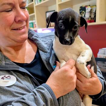 Dip -  Rat Terrier and Beagle Dog for Adoption in Accident, Maryland - Dip | PetCurious