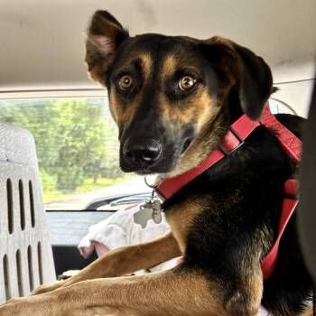 Ladybug -  Catahoula Leopard Dog and German Shepherd Dog Dog for Adoption in Liverpool, Texas - Ladybug | PetCurious