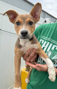 Rescue Coonhound and Pit Bull Terrier Dogs for Adoption in Gilberts, Illinois - TRIXIE | PetCurious