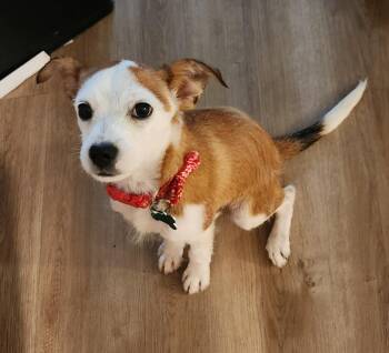 Bella -  Terrier Dog for Adoption in Aurora, Illinois - Bella | PetCurious