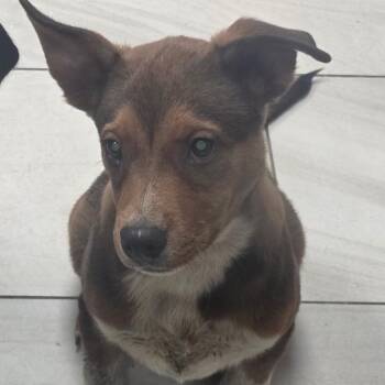 Lemur -  Mixed Breed Dog for Adoption in Lufkin, Texas - Lemur | PetCurious