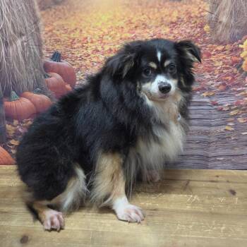 Bindi -  Australian Shepherd Dog for Adoption in Normal, Illinois - Bindi | PetCurious