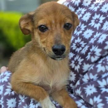 Xaden -  Mixed Breed Dog for Adoption in Orland Park, Illinois - Xaden | PetCurious