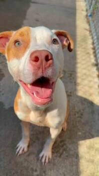 Sorbet -  Pit Bull Terrier Dog for Adoption in Chicago, Illinois - Sorbet | PetCurious