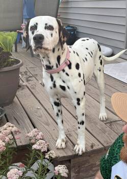Dolly -  Dalmatian Dog for Adoption in Tonawanda, New York - Dolly | PetCurious