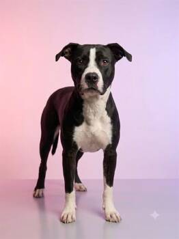 BINGO -  Mixed Breed Dog for Adoption in Jacksonville, Florida - BINGO | PetCurious