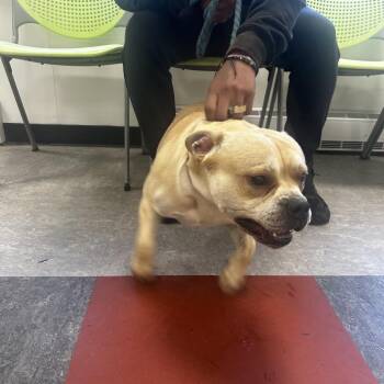 Mixed Breed Dogs Available for Adoption in Philadelphia, Pennsylvania - Benji Boy | PetCurious