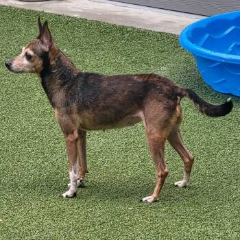 NuNu -  Chihuahua and Mixed Breed Dog for Adoption in Greensboro, North Carolina - NuNu | PetCurious