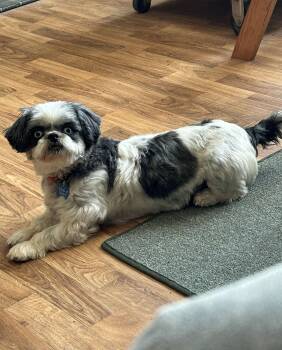 Shih Tzu Dogs Available for Adoption - Noella-ARR | PetCurious
