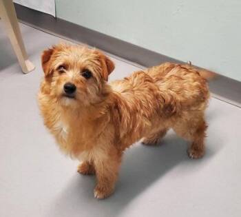 Corgi and Poodle Dogs Available for Adoption in Lake City, Michigan - Chief (7016) | PetCurious