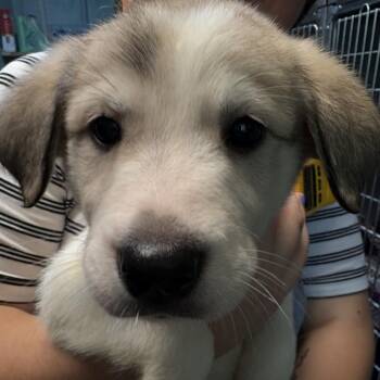 Great Pyrenees and Labrador Retriever Dogs Available for Adoption in Austin, Texas - JJ | PetCurious