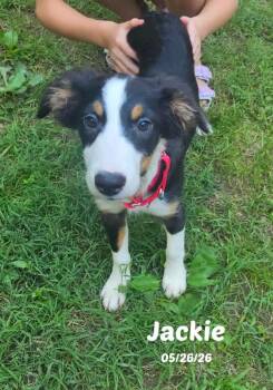 Jackie -  Border Collie Dog for Adoption in Seymour, Indiana - Jackie | PetCurious