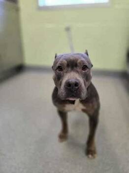 Rescue Fox Terrier and Mixed Breed Dogs for Adoption in Longview, Texas - Gertrude | PetCurious