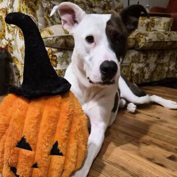 American Bulldog and German Shepherd Dog Dogs Available for Adoption in Roanoke, Virginia - Cappuccino | PetCurious