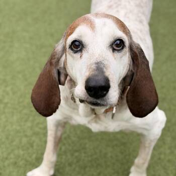 Coonhound Dogs Available for Adoption in Mt. Juliet, Tennessee - Risley | PetCurious