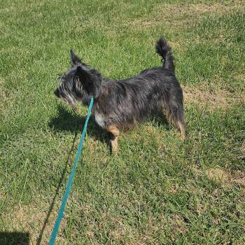 Toto -  Cairn Terrier and Patterdale Terrier Fell Terrier Dog for Adoption in Columbia, Missouri - Toto | PetCurious