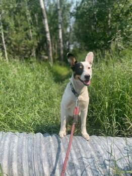 Rescue Australian Cattle Dog Blue Heeler Dogs for Adoption in Peace River, Alberta - Mya | PetCurious