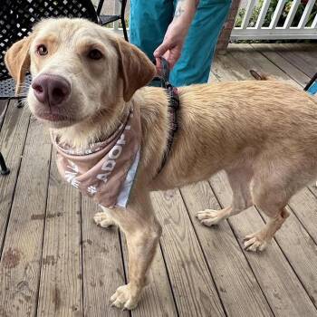 Aaron -  Golden Retriever and Wheaten Terrier Dog for Adoption in Watertown, Connecticut - Aaron | PetCurious