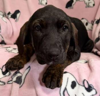Honeydew Tropical -  Hound Dog for Adoption in Andover, Massachusetts - Honeydew Tropical | PetCurious