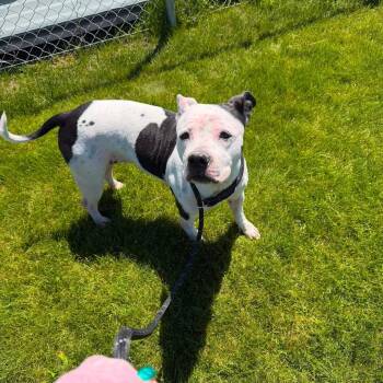 Sugar -  Pit Bull Terrier Dog for Adoption in Prineville, Oregon - Sugar | PetCurious