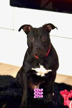 American Staffordshire Terrier Dogs Available for Adoption in Dallas, Texas - Thor Or Cha Cha  | PetCurious