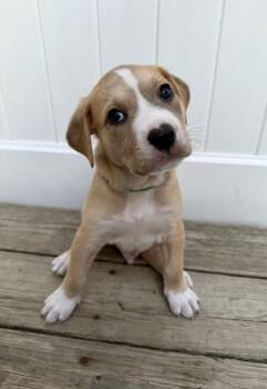 Ziti -  Labrador Retriever and Foxhound Dog for Adoption in Greenlawn, New York - Ziti | PetCurious