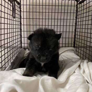 Toadette -  Shepherd and Mixed Breed Dog for Adoption in San Antonio, Texas - Toadette | PetCurious
