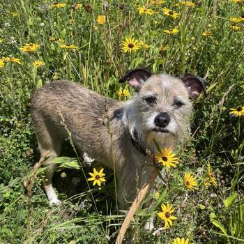 Kermit -  Miniature Schnauzer and Mixed Breed Dog for Adoption in Fort Wayne, Indiana - Kermit | PetCurious