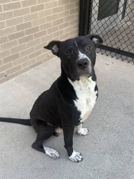 BELTO -  Pit Bull Terrier Dog for Adoption in Dallas, Texas - BELTO | PetCurious