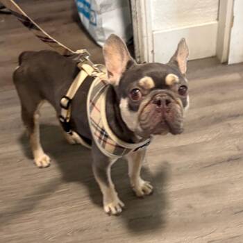 Ice -  French Bulldog Dog for Adoption in Tampa, Florida - Ice | PetCurious