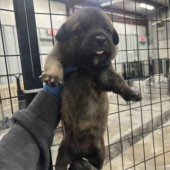 Shepherd Dogs Available for Adoption - Chilli | PetCurious