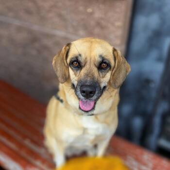 Rescue Shepherd and Beagle Dogs for Adoption in Hamilton Township, New Jersey - SAHARA | PetCurious