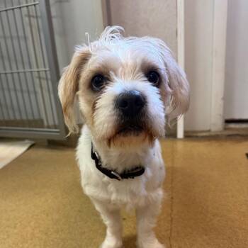 Pupcake -  Shih Tzu and Mixed Breed Dog for Adoption in Naperville, Illinois - Pupcake | PetCurious