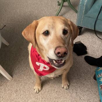 King -  Labrador Retriever Dog for Adoption in Warrington, Pennsylvania - King | PetCurious