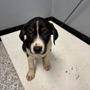 Jillian -  Hound and Mixed Breed Dog for Adoption in Birmingham, Alabama - Jillian | PetCurious
