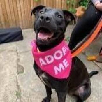 Alexa -  Labrador Retriever and Mixed Breed Dog for Adoption in New York, New York - Alexa | PetCurious