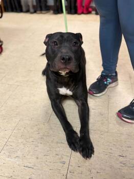 Rescue Pit Bull Terrier and Mixed Breed Dogs for Adoption in Chillicothe, Ohio - Yoda | PetCurious