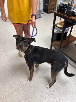 Duke -  American Staffordshire Terrier Dog for Adoption in Sorrento, Louisiana - Duke | PetCurious