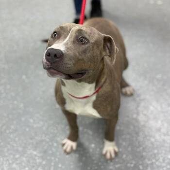 American Staffordshire Terrier Dogs Available for Adoption in Bardstown, Kentucky - Sable | PetCurious