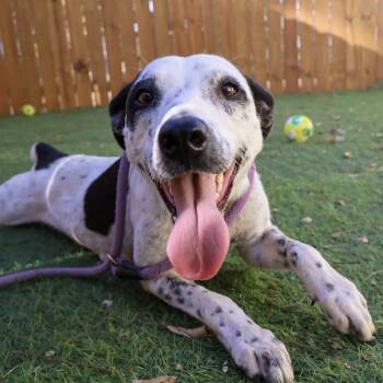 Rescue Australian Cattle Dog Blue Heeler Dogs for Adoption in Austin, Texas - Fern JuM | PetCurious
