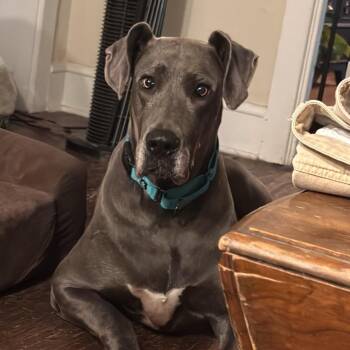 Great Dane Dogs Available for Adoption in Sinking Spring, Pennsylvania - Jade | PetCurious