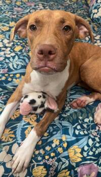 Mavis -  Terrier and Labrador Retriever Dog for Adoption in Lake Wylie, South Carolina - Mavis | PetCurious