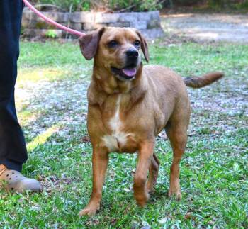 Labrador Retriever and Pug Dogs Available for Adoption in Willingboro, New Jersey - Lilly | PetCurious