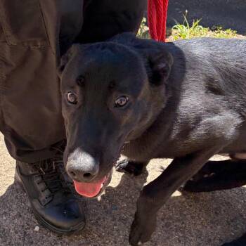Gottfried -  German Shepherd Dog Dog for Adoption in Philadelphia, Pennsylvania - Gottfried | PetCurious